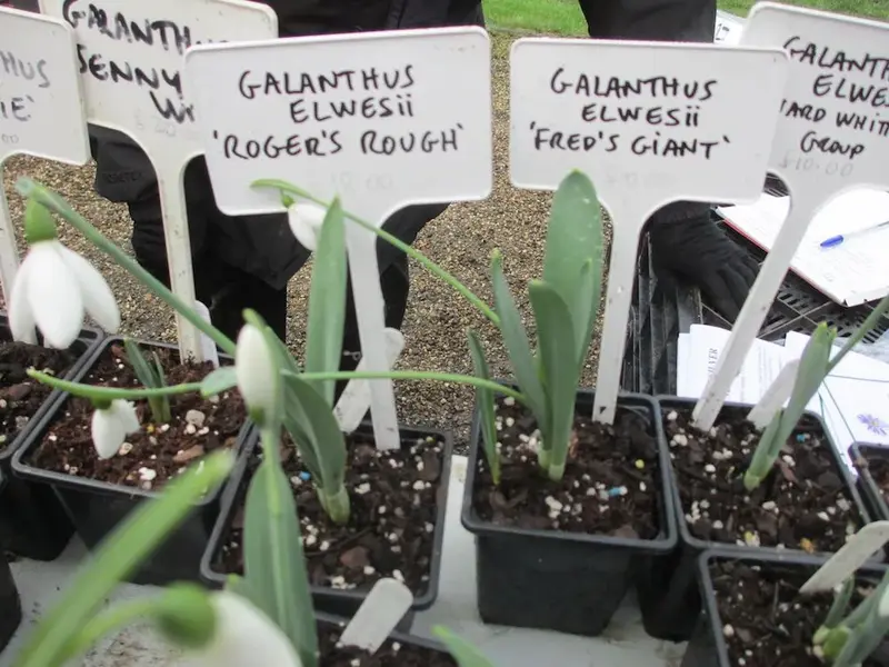 dubious named plants.webp