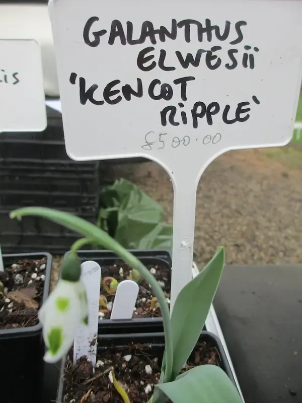 just how much is that snow drop.webp