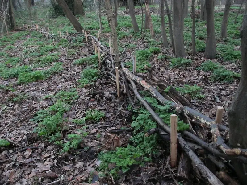 dead hedge4.webp