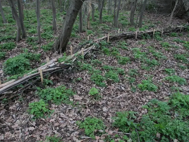 dead hedge3.webp