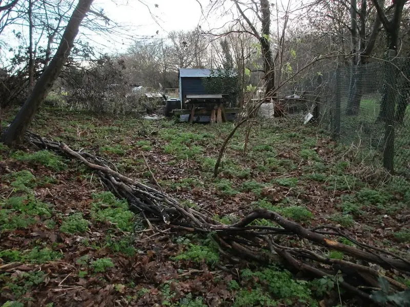behind the shed.webp
