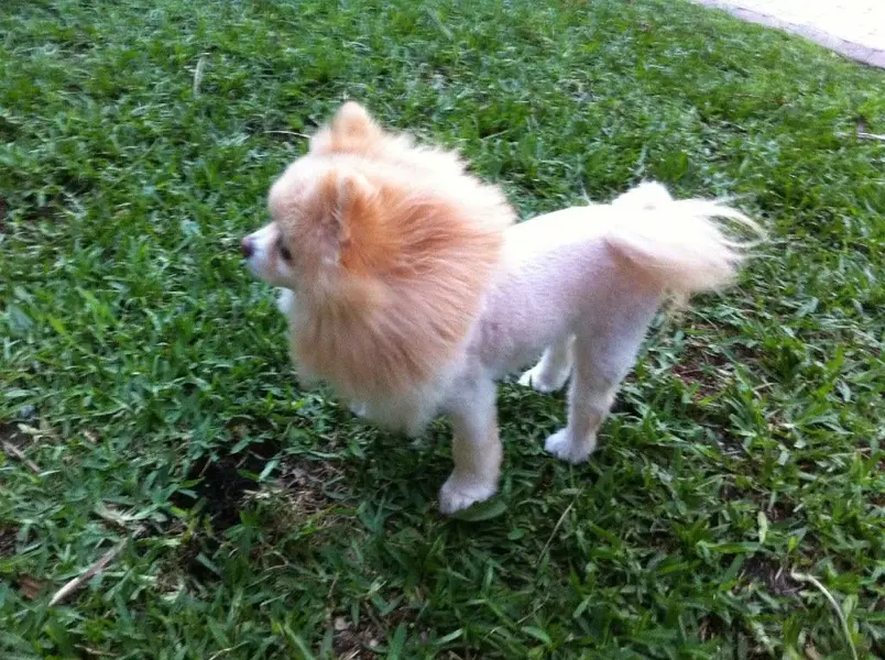 Titanium Fluffy 002.webp