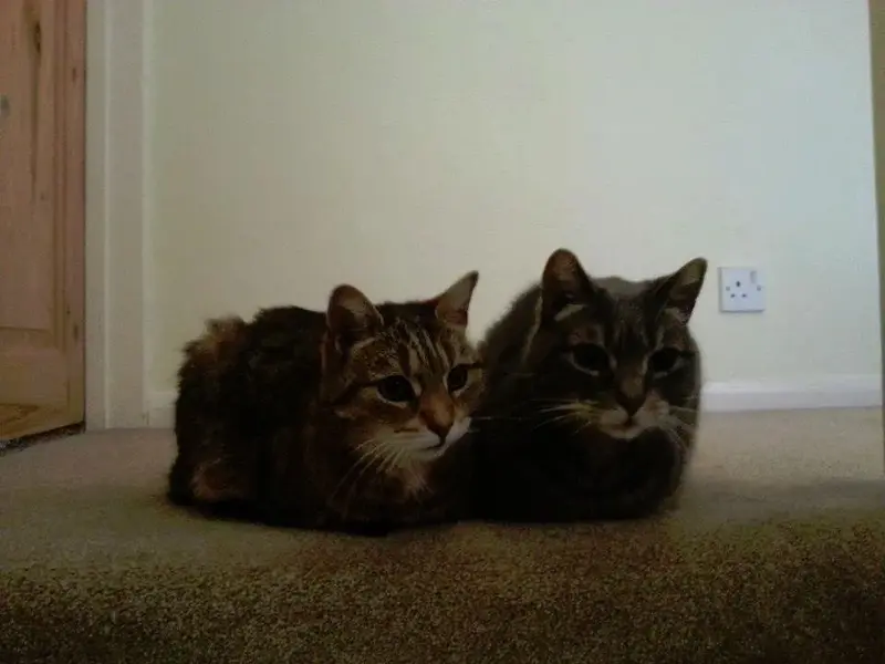 pixi & scrunch 1998 - 2014.webp
