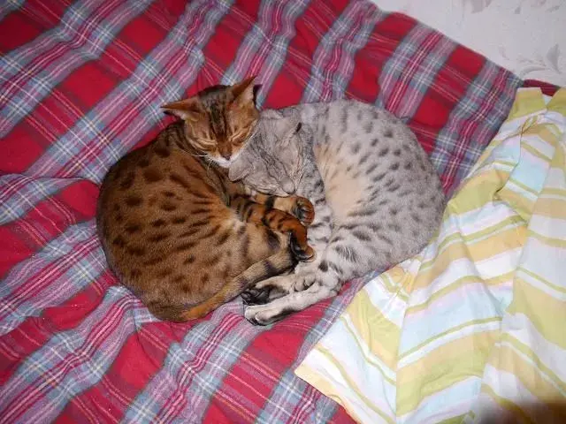 cats.webp