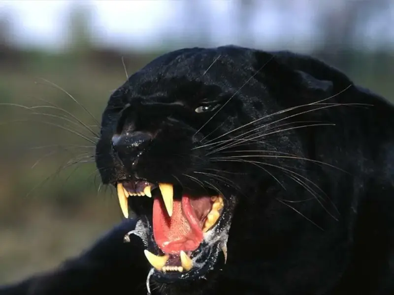 Angry-Black-Panther.webp