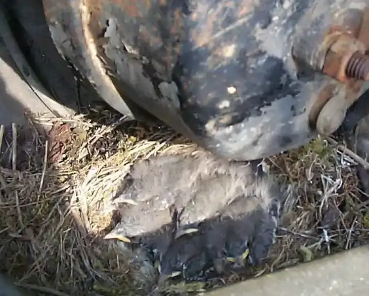 piedwagtails.webp