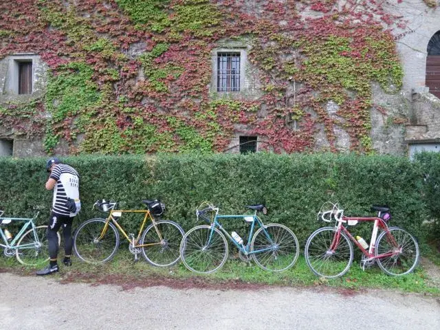 bikes and vines.webp
