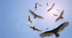 vultures.webp