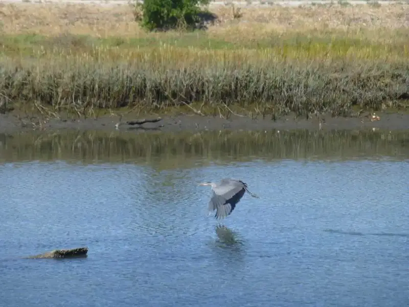 Heron in flight.webp