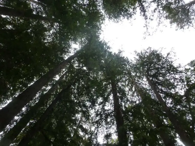 Inside a Redwood Grove.webp