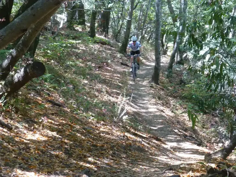 On the trail home.webp
