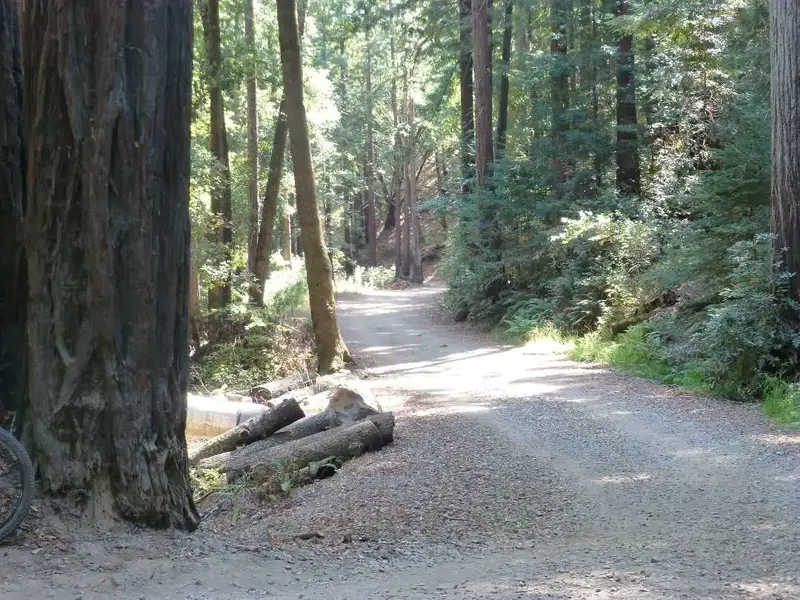 Shaver Grade.webp