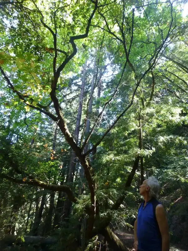 Big and Little Trees.webp