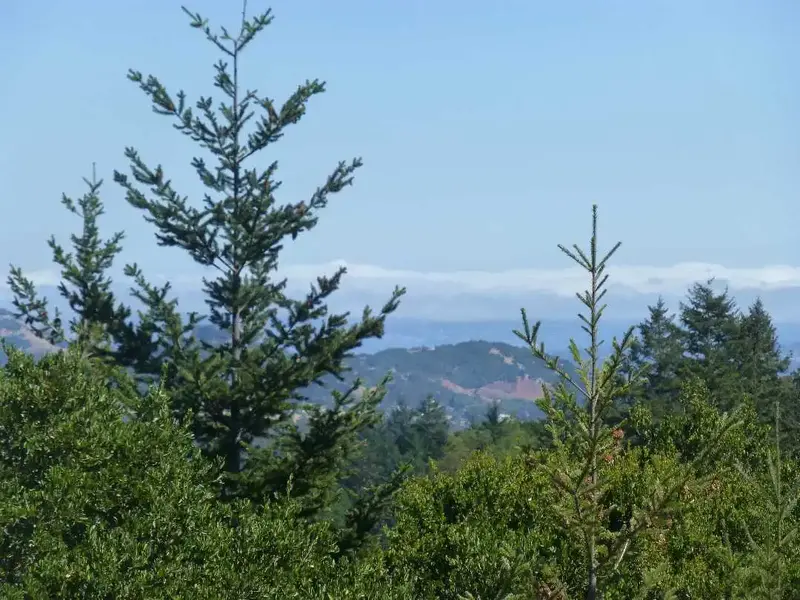 Foggy Mid and South Bay.webp