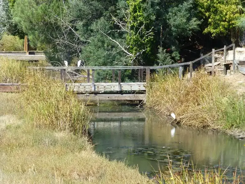 Great White Egrets.webp