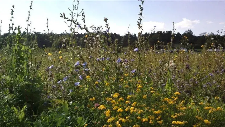 wild flowers.webp