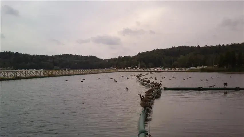 birds.webp