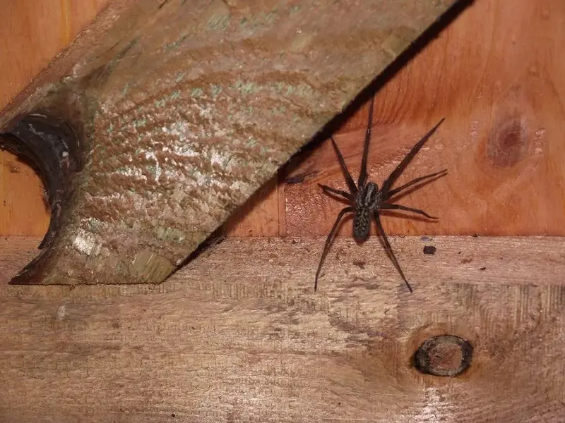 Spider - 01.webp