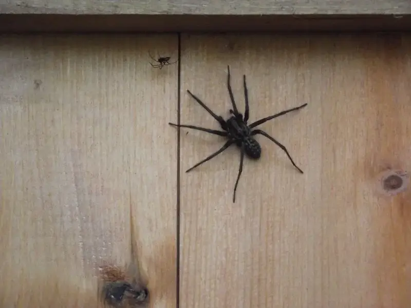 Spider - 02.webp