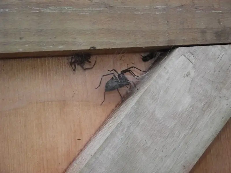 Spider - 03.webp