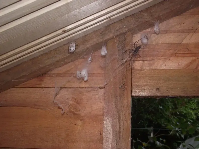 Spider - 04.webp
