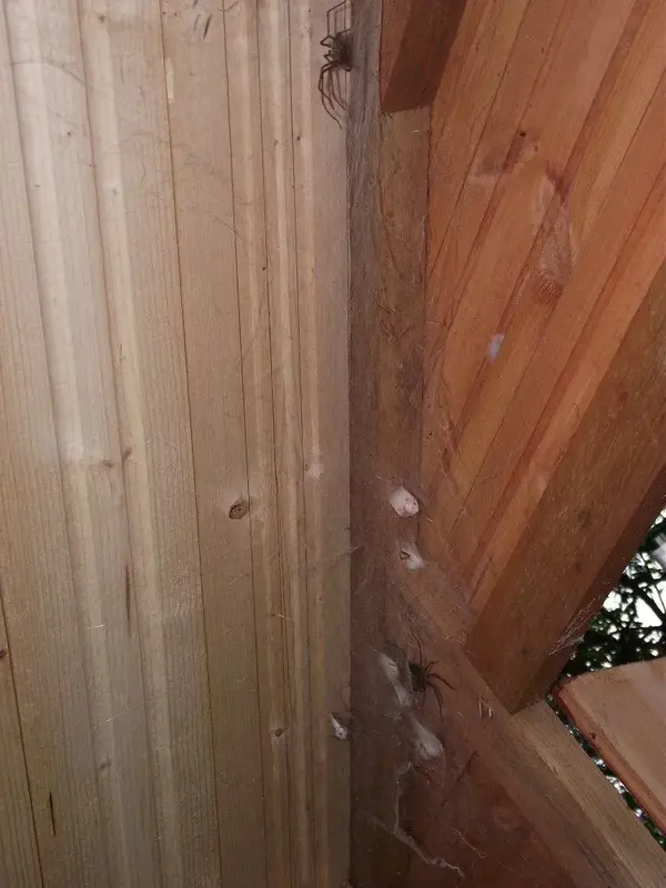 Spider - 05.webp