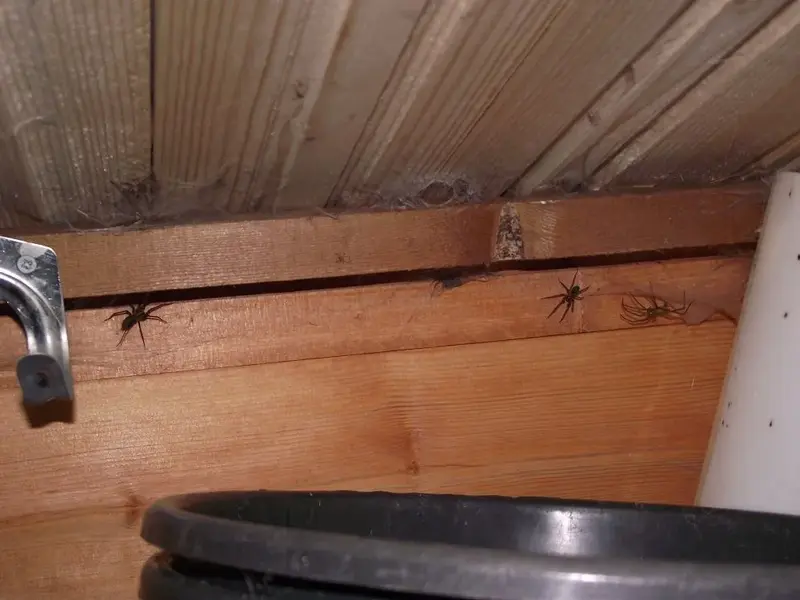 Spider - 06.webp