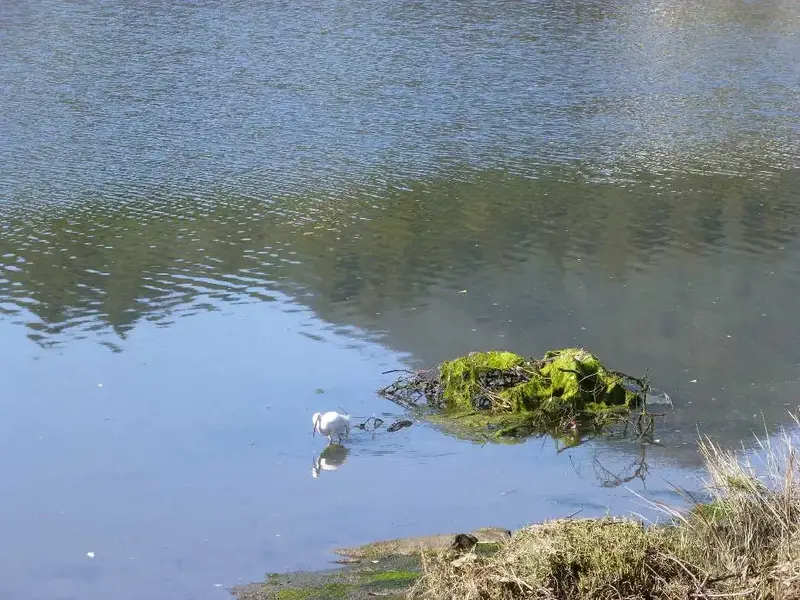Corte Madera Creek.webp
