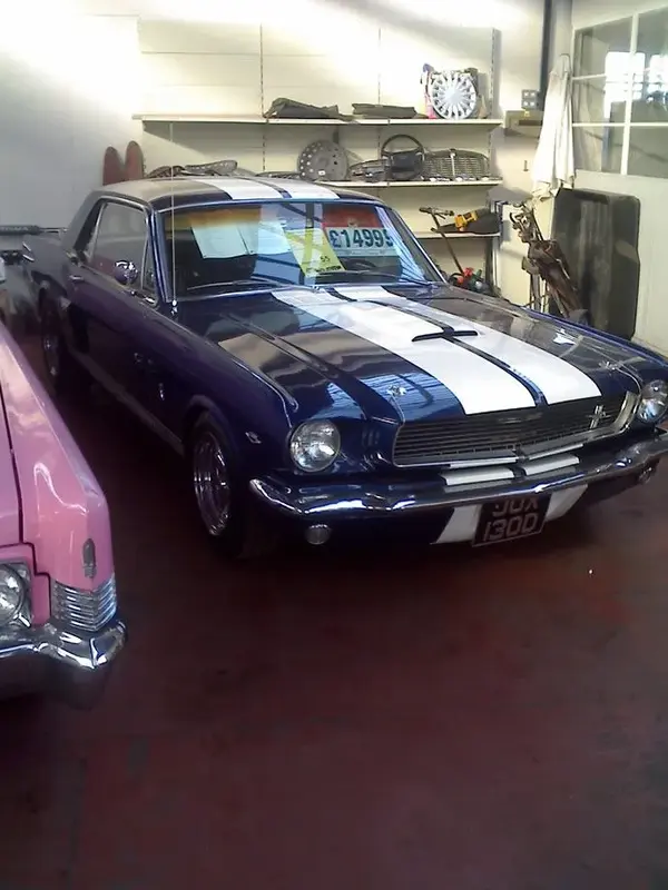 shelby.webp