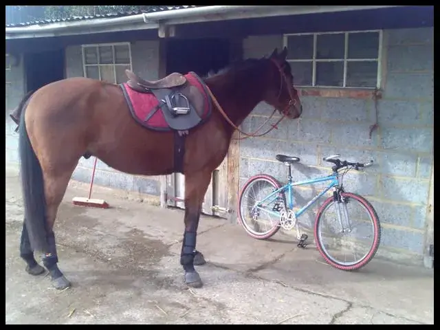 2wheels_4legs.webp