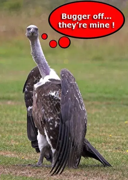 vulture bugger.webp