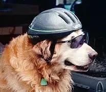 Dog-with-helmet.webp
