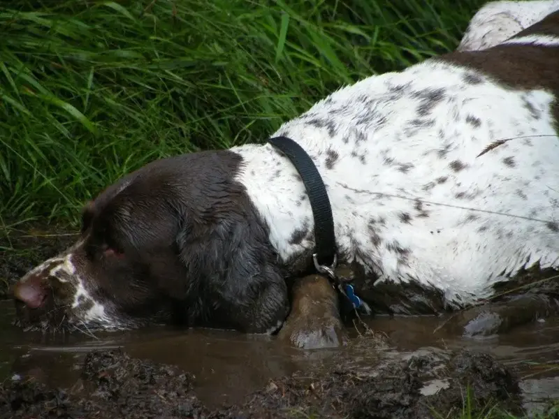 Bog Snorkler.webp