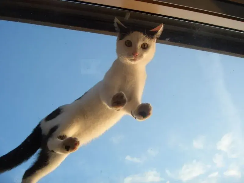 Piertje.webp