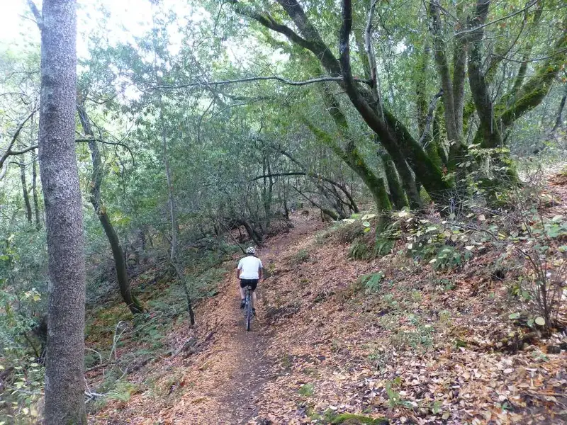 Otis%27%20Trail.webp