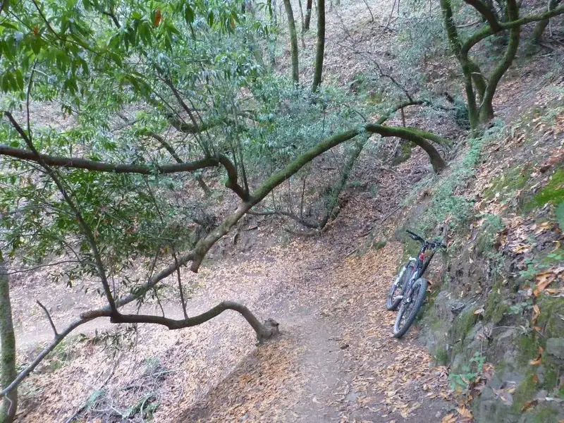Leaning trees.webp