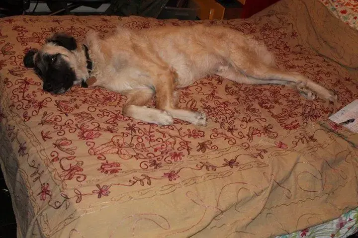 Max in bed.webp