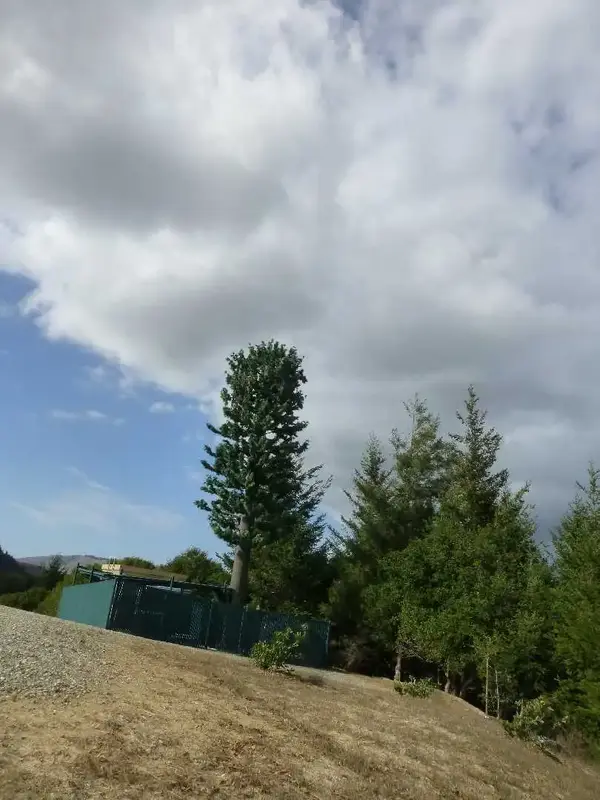 Find the hidden cell tower.webp