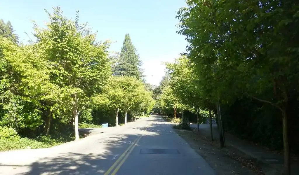 Shady Lane in  Ross.webp