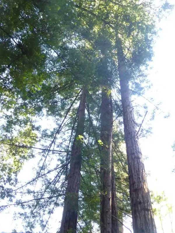 Big Trees.webp