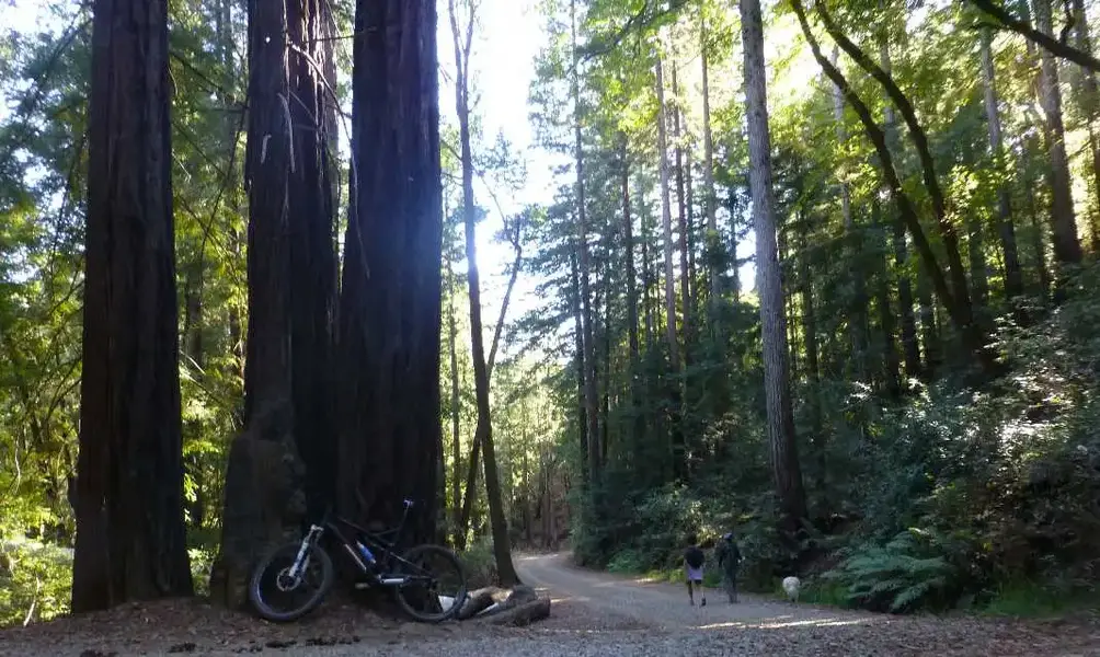In the Redwoods.webp