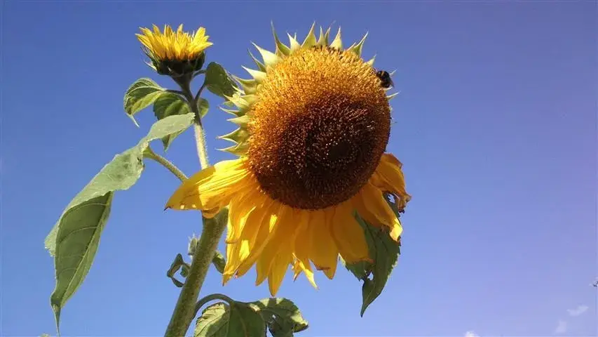 sunflower.webp