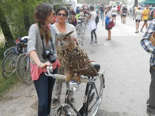 Owl!.webp