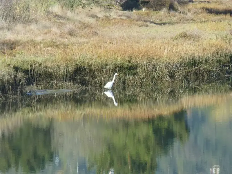 Egret.webp