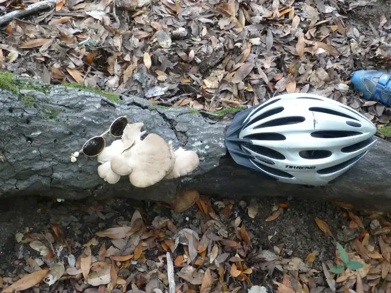 Oyster Mushrooms.webp