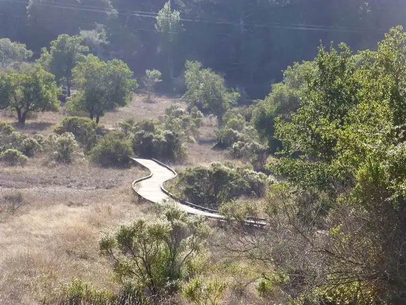 Magic Bridge.webp