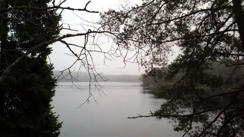 foggy lake.webp