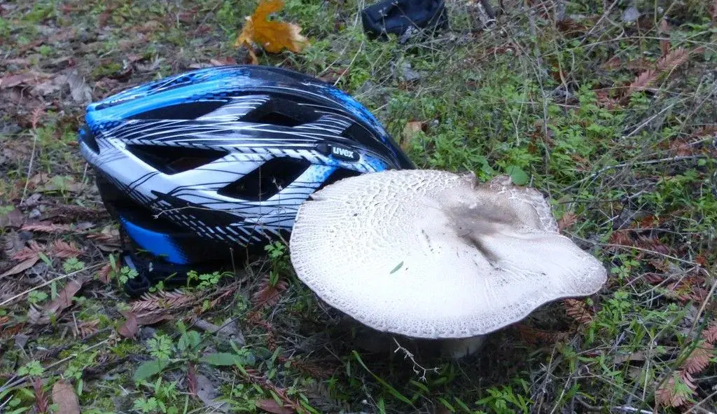 fungus02.webp