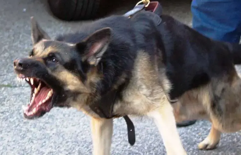 alsatian.webp