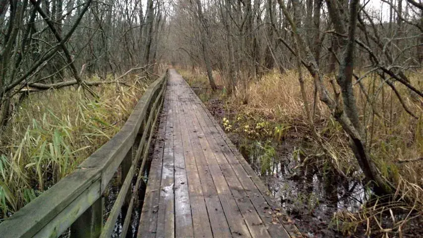 bridge.webp